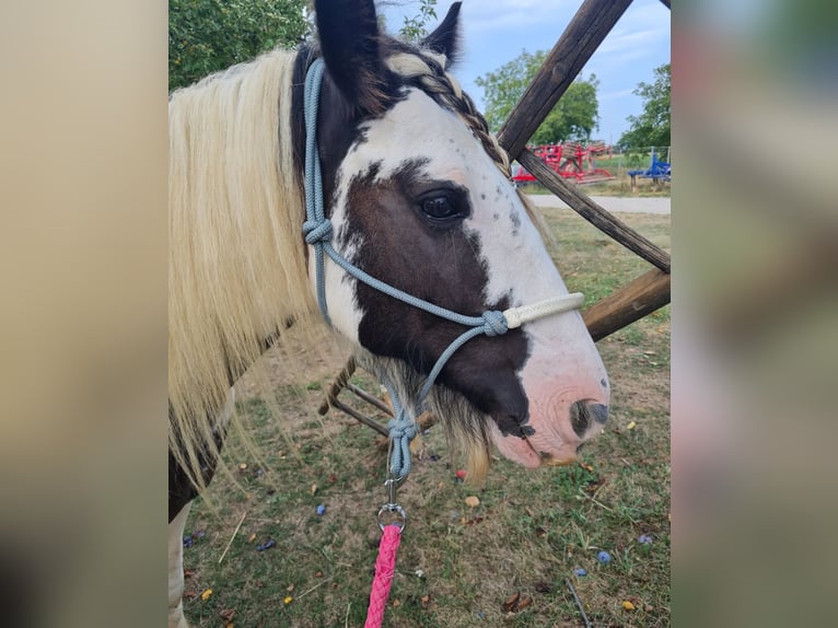 Gypsy Horse Stallion 14 years 13 hh Pinto in Loipersbach im Burgenland