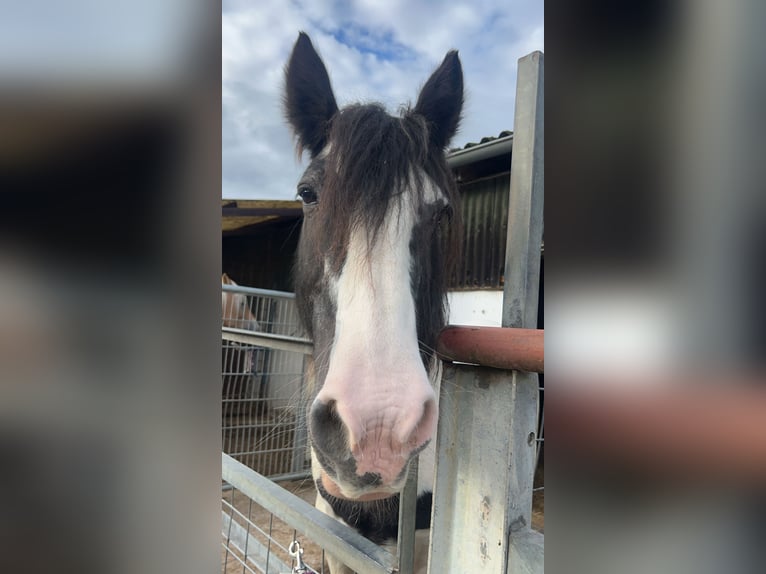 Gypsy Horse Stallion 17 years 15 hh Pinto in Wurmberg