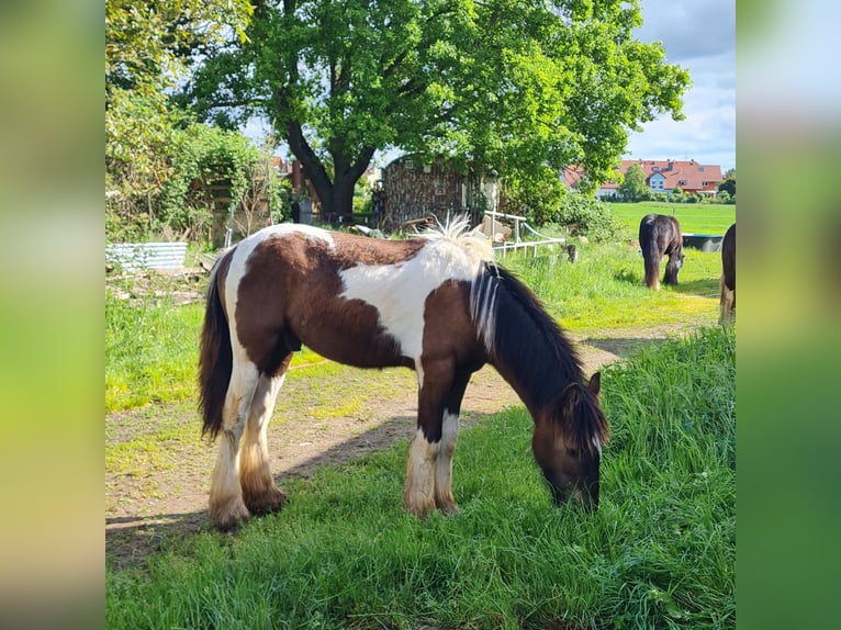 Gypsy Horse Stallion 1 year 10,2 hh in Hainburg