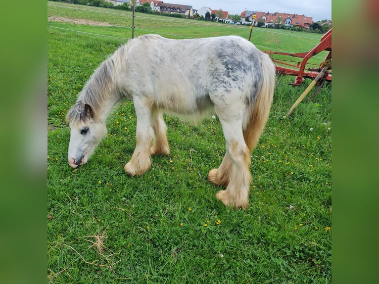 Gypsy Horse Stallion 1 year 10,2 hh in Hainburg