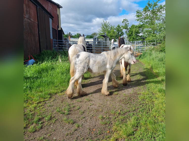 Gypsy Horse Stallion 1 year 10,2 hh in Hainburg