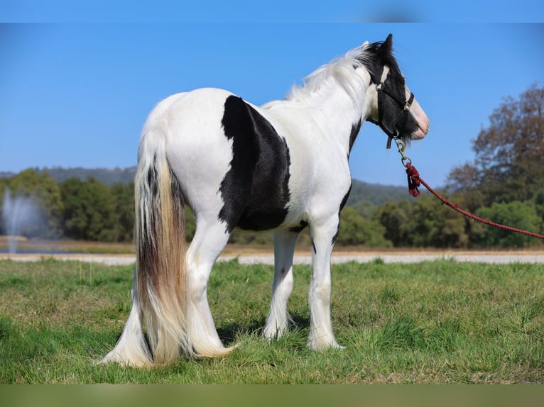 Gypsy Horse Stallion 1 year 11,1 hh Pinto in Grass Valley, CA