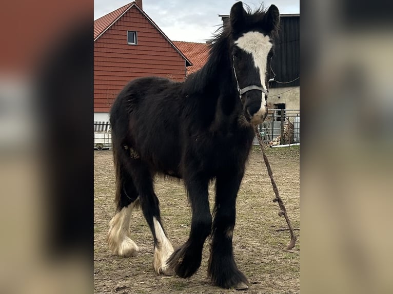Gypsy Horse Stallion 1 year 11,2 hh Black in Athenstedt