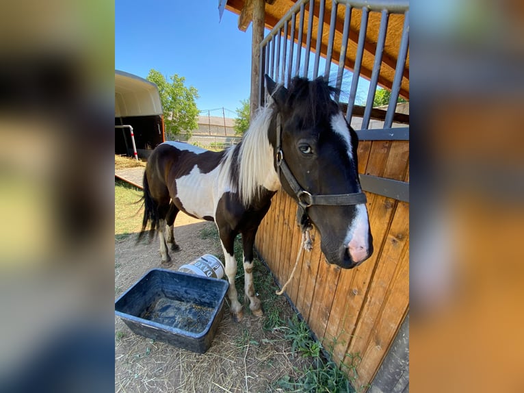 Gypsy Horse Mix Stallion 1 year 11,2 hh Pinto in Tetovo