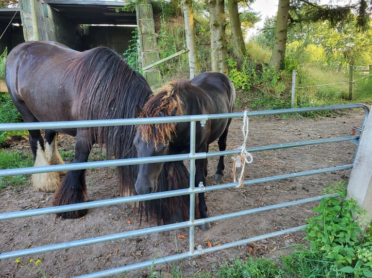 Gypsy Horse Mix Stallion 1 year 11,2 hh Smoky-Black in Obere Warnow Ortsteil Grebbin