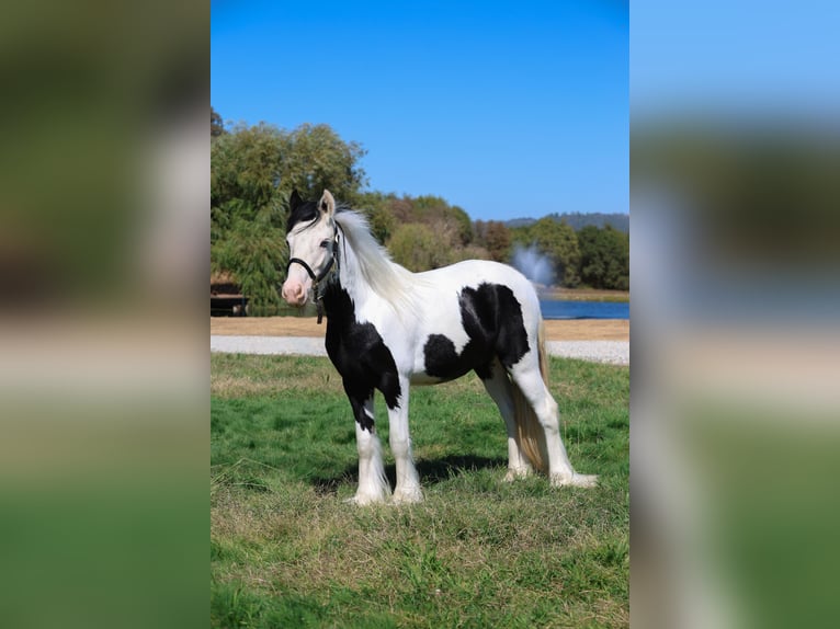 Gypsy Horse Stallion 1 year 11,1 hh Pinto in Grass Valley, CA