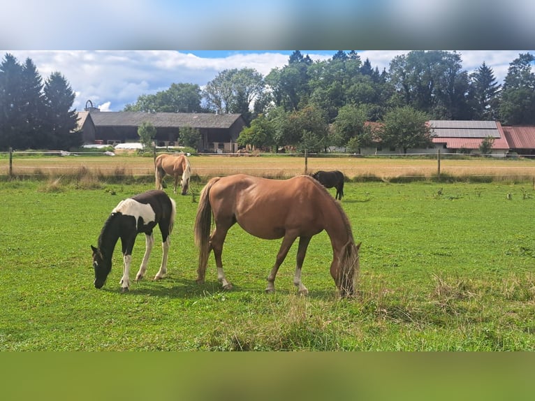 Gypsy Horse Mix Stallion 1 year 11,1 hh Pinto in Schwäbisch Gmünd