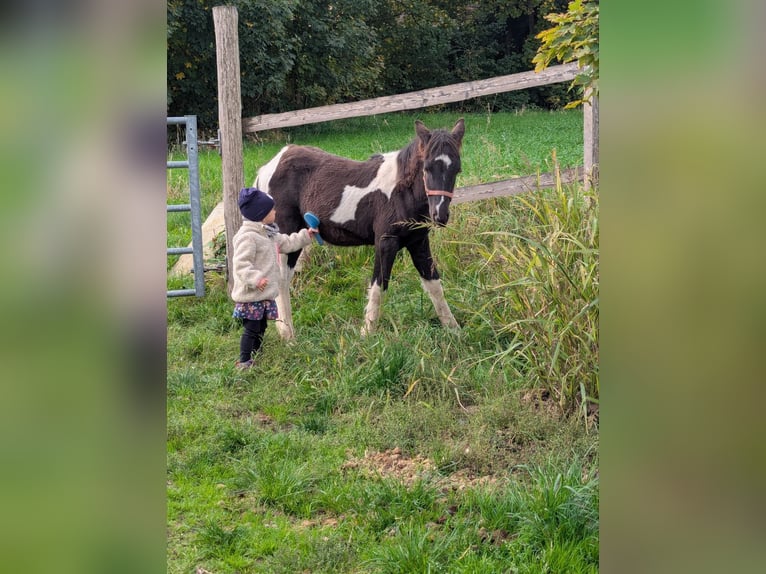 Gypsy Horse Mix Stallion 1 year 11,1 hh Pinto in Schwäbisch Gmünd