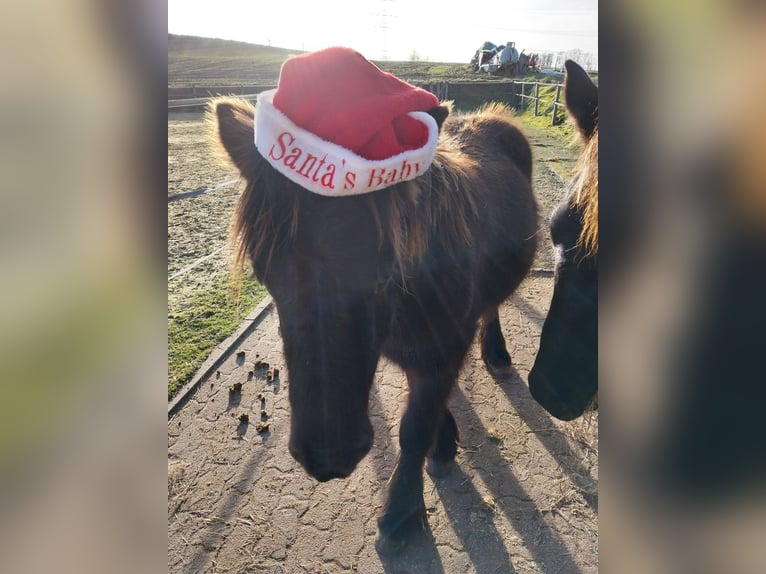 Gypsy Horse Mix Stallion 1 year 12.2 hh Brown in Morsbach