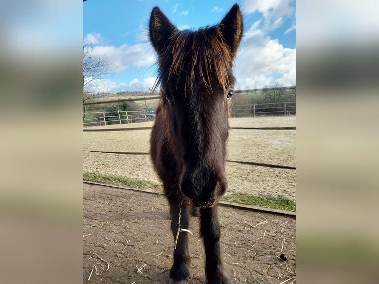 Gypsy Horse Mix Stallion 1 year 12.2 hh Brown in Morsbach