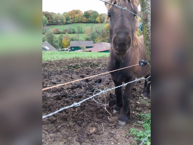 Gypsy Horse Mix Stallion 1 year 12.2 hh Brown in Morsbach