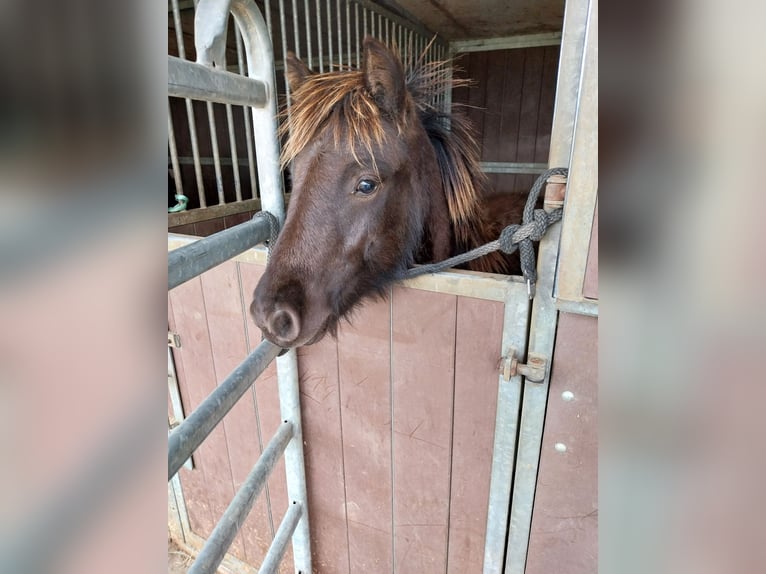 Gypsy Horse Mix Stallion 1 year 12.2 hh Brown in Morsbach