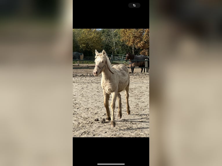 Gypsy Horse Stallion 1 year 12 hh Champagne in Issum