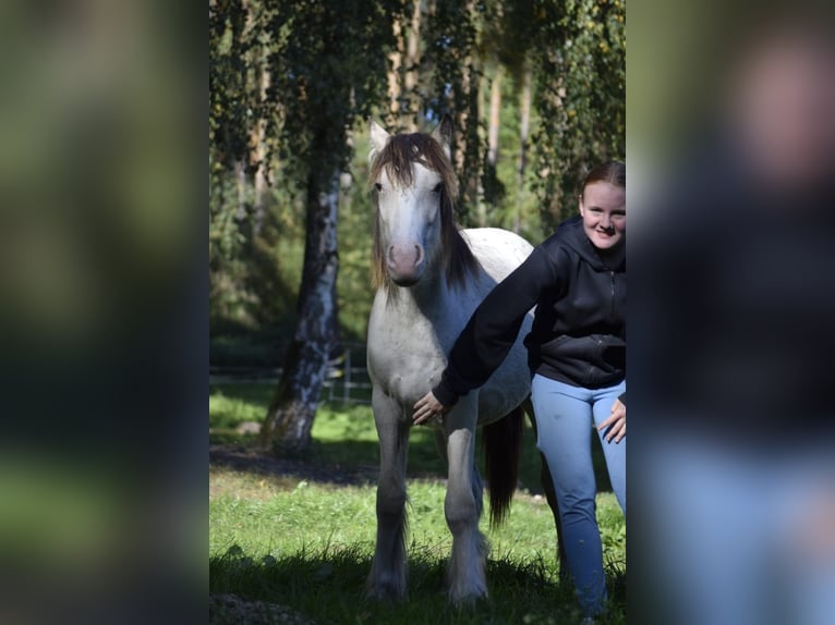 Gypsy Horse Stallion 1 year 12,1 hh Leopard-Piebald in Heiligengrabe