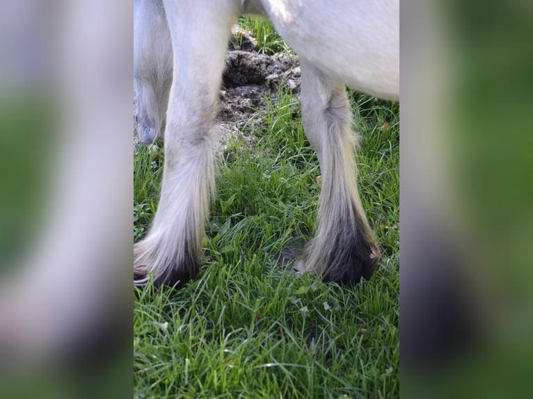 Gypsy Horse Stallion 1 year 12,1 hh Leopard-Piebald in Heiligengrabe