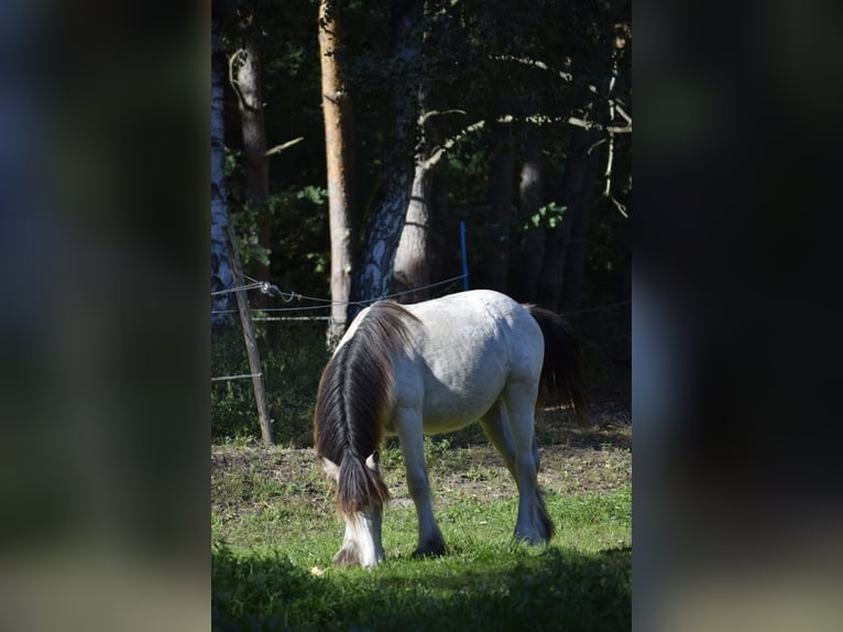 Gypsy Horse Stallion 1 year 12,1 hh Leopard-Piebald in Heiligengrabe