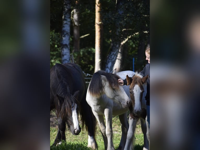 Gypsy Horse Stallion 1 year 12,1 hh Leopard-Piebald in Heiligengrabe