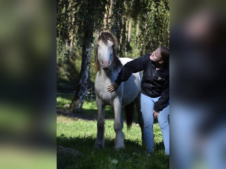 Gypsy Horse Stallion 1 year 12,1 hh Leopard-Piebald in Heiligengrabe