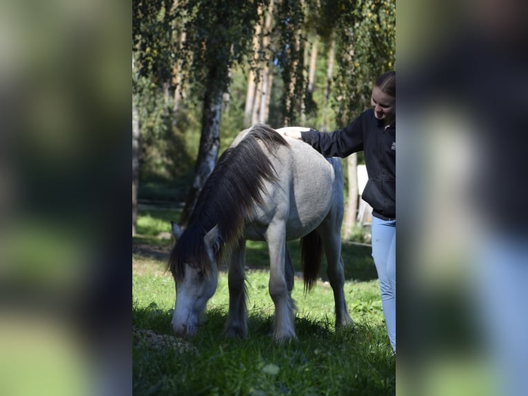 Gypsy Horse Stallion 1 year 12,1 hh Leopard-Piebald in Heiligengrabe