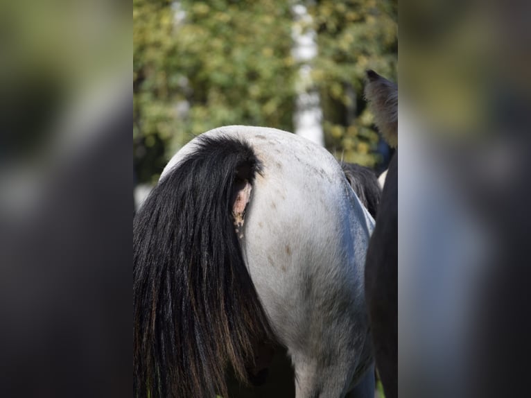 Gypsy Horse Stallion 1 year 12,1 hh Leopard-Piebald in Heiligengrabe