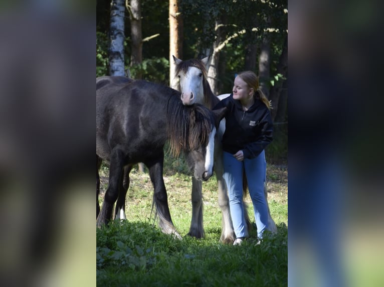Gypsy Horse Stallion 1 year 12,1 hh Leopard-Piebald in Heiligengrabe