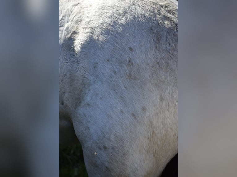 Gypsy Horse Stallion 1 year 12,1 hh Leopard-Piebald in Heiligengrabe