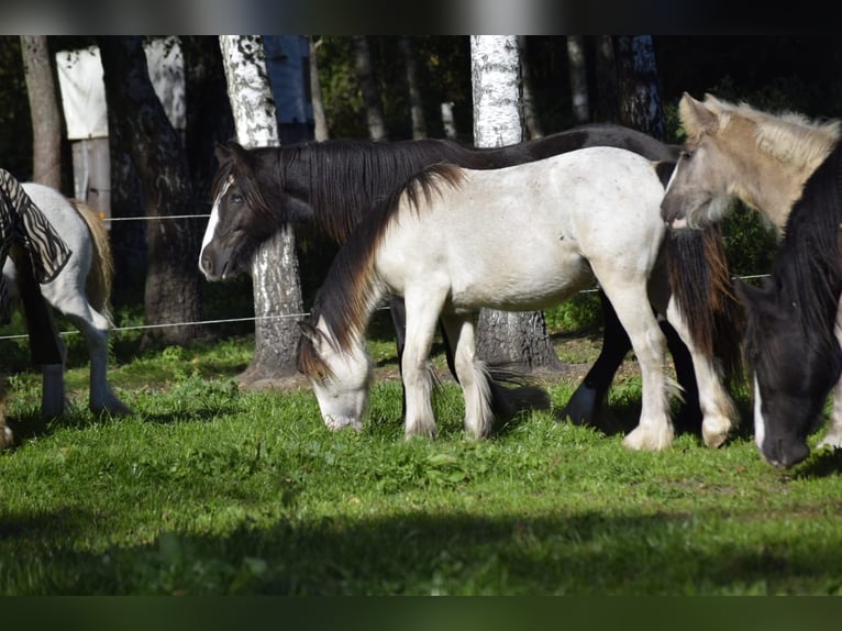 Gypsy Horse Stallion 1 year 12,1 hh Leopard-Piebald in Heiligengrabe