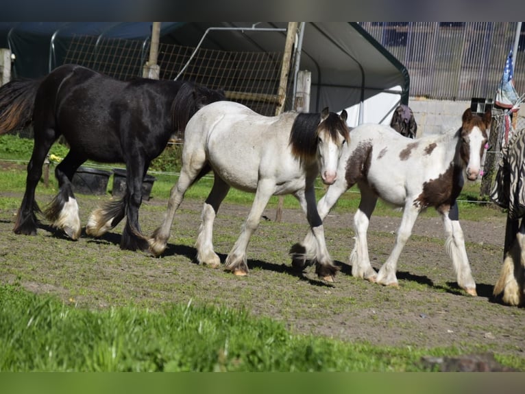 Gypsy Horse Stallion 1 year 12,1 hh Leopard-Piebald in Heiligengrabe