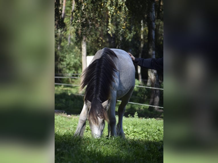 Gypsy Horse Stallion 1 year 12,1 hh Leopard-Piebald in Heiligengrabe