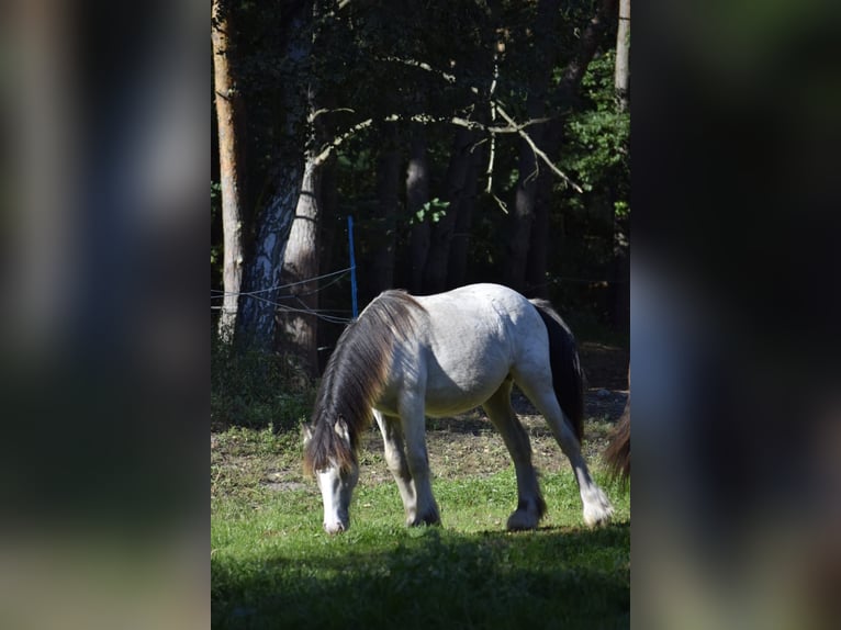 Gypsy Horse Stallion 1 year 12,1 hh Leopard-Piebald in Heiligengrabe