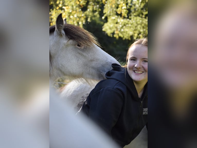 Gypsy Horse Stallion 1 year 12,1 hh Leopard-Piebald in Heiligengrabe