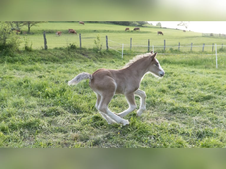 Gypsy Horse Stallion 1 year 13,2 hh in Bad Berleburg