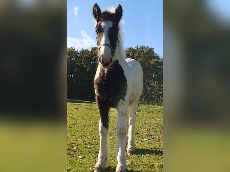 Gypsy Horse Stallion 1 year 13,2 hh Pinto in Rohrberg