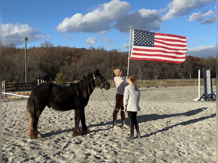 Gypsy Horse Stallion 1 year 13 hh Black in New Holland