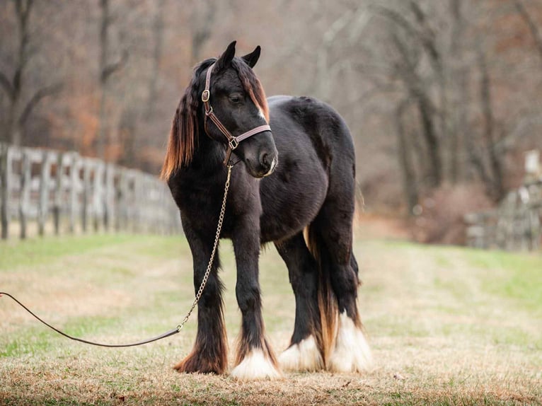 Gypsy Horse Stallion 1 year 13 hh Black in New Holland