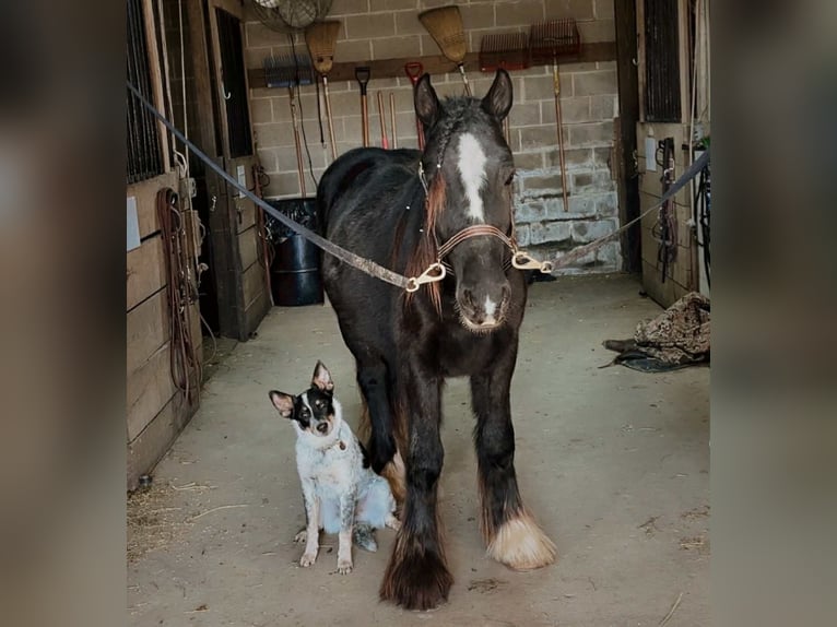 Gypsy Horse Stallion 1 year 13 hh Black in New Holland