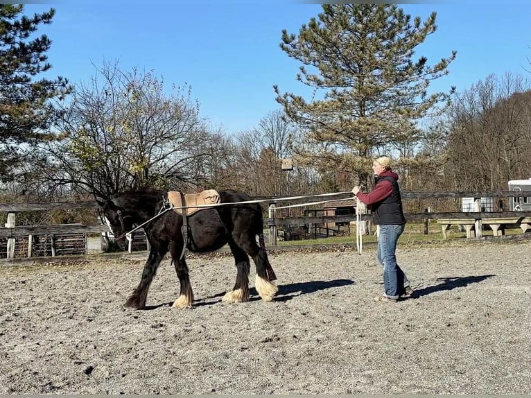 Gypsy Horse Stallion 1 year 13 hh Black in New Holland