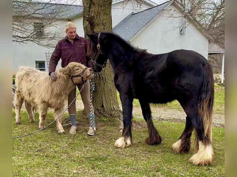 Gypsy Horse Stallion 1 year 13 hh Black in New Holland