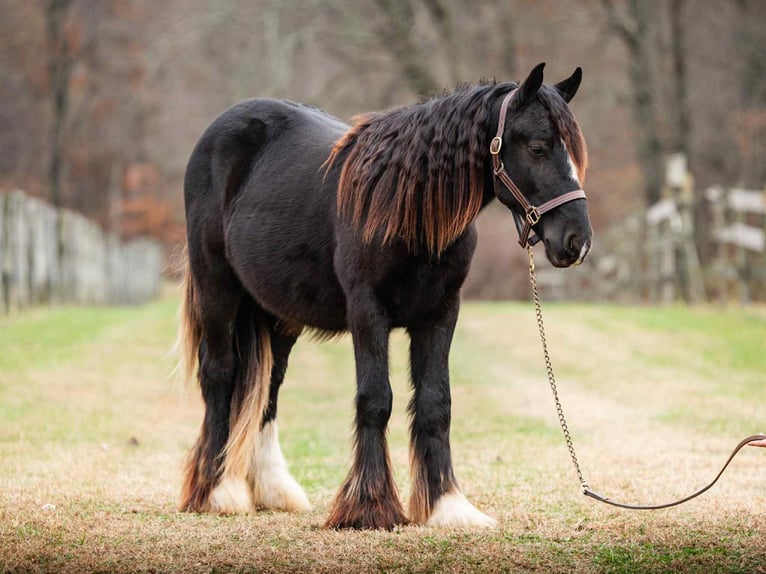 Gypsy Horse Stallion 1 year 13 hh Black in New Holland