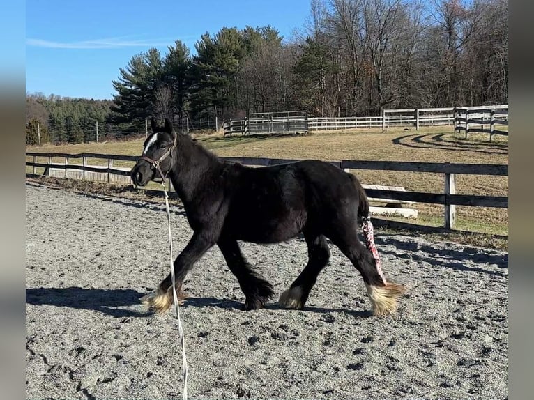 Gypsy Horse Stallion 1 year 13 hh Black in New Holland