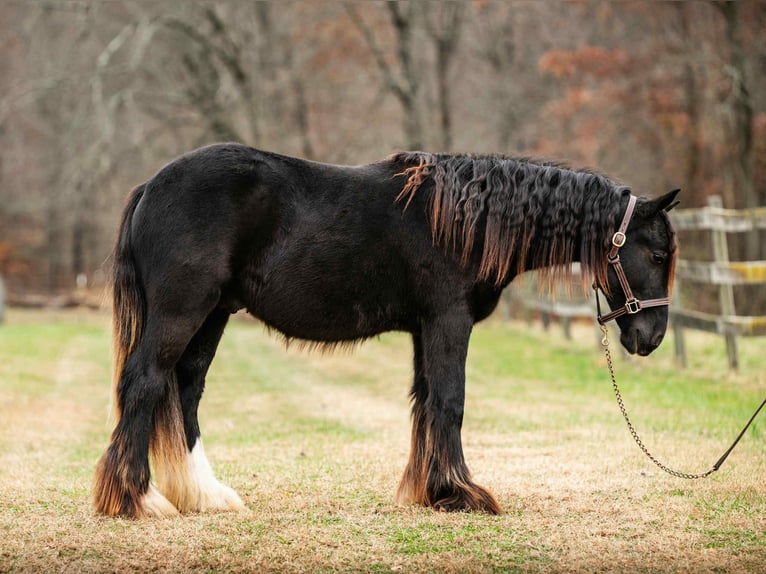 Gypsy Horse Stallion 1 year 13 hh Black in New Holland