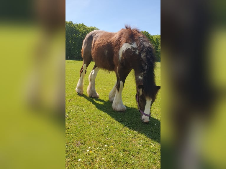 Gypsy Horse Stallion 1 year 13 hh Pinto in Tangeln