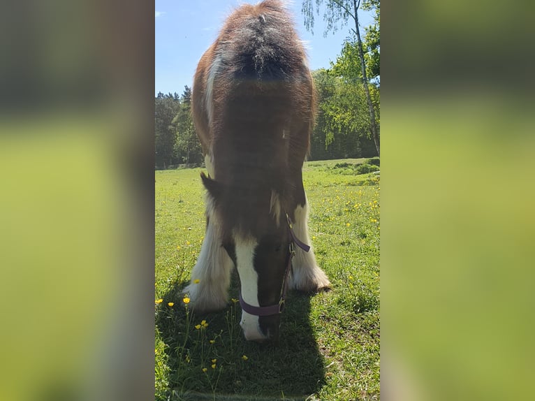 Gypsy Horse Stallion 1 year 13 hh Pinto in Tangeln