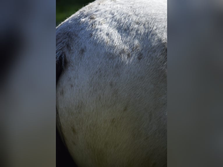 Gypsy Horse Stallion 1 year 13,2 hh Buckskin in Heiligengrabe