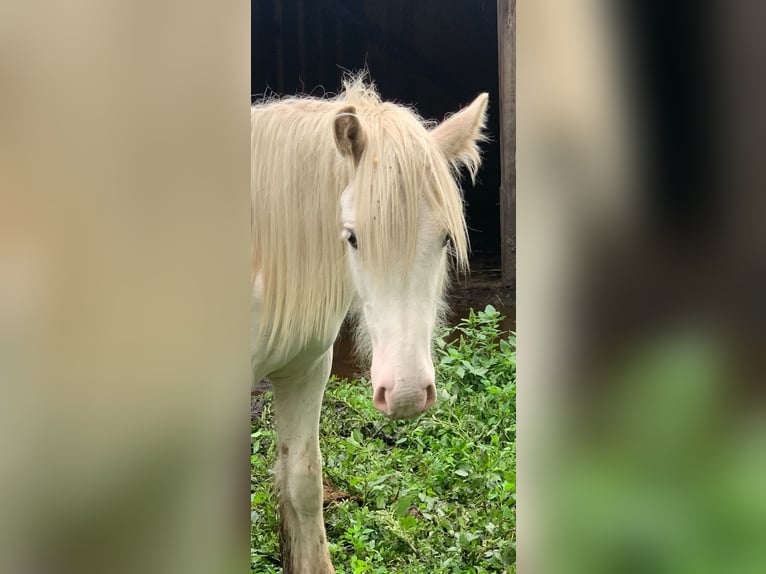 Gypsy Horse Stallion 1 year 13,2 hh Sabino in Dallgow-D&#xF6;beritz