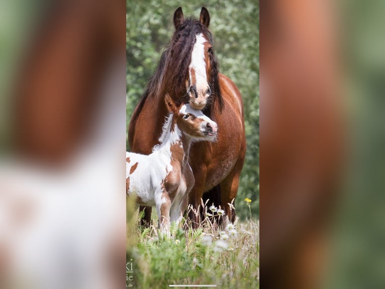 Gypsy Horse Stallion 1 year 13,2 hh Sabino in Dallgow-D&#xF6;beritz