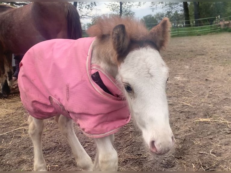 Gypsy Horse Stallion 1 year 13,2 hh Sabino in Dallgow-D&#xF6;beritz