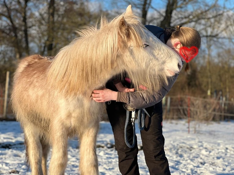 Gypsy Horse Stallion 1 year 13,2 hh Sabino in Dallgow-D&#xF6;beritz