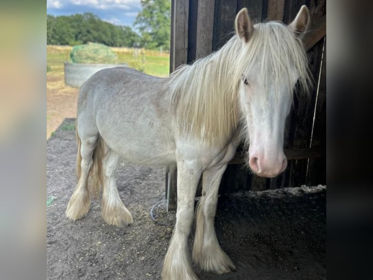 Gypsy Horse Stallion 1 year 13,2 hh Sabino in Dallgow-D&#xF6;beritz