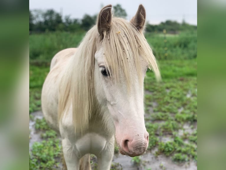 Gypsy Horse Stallion 1 year 13,2 hh Sabino in Dallgow-D&#xF6;beritz